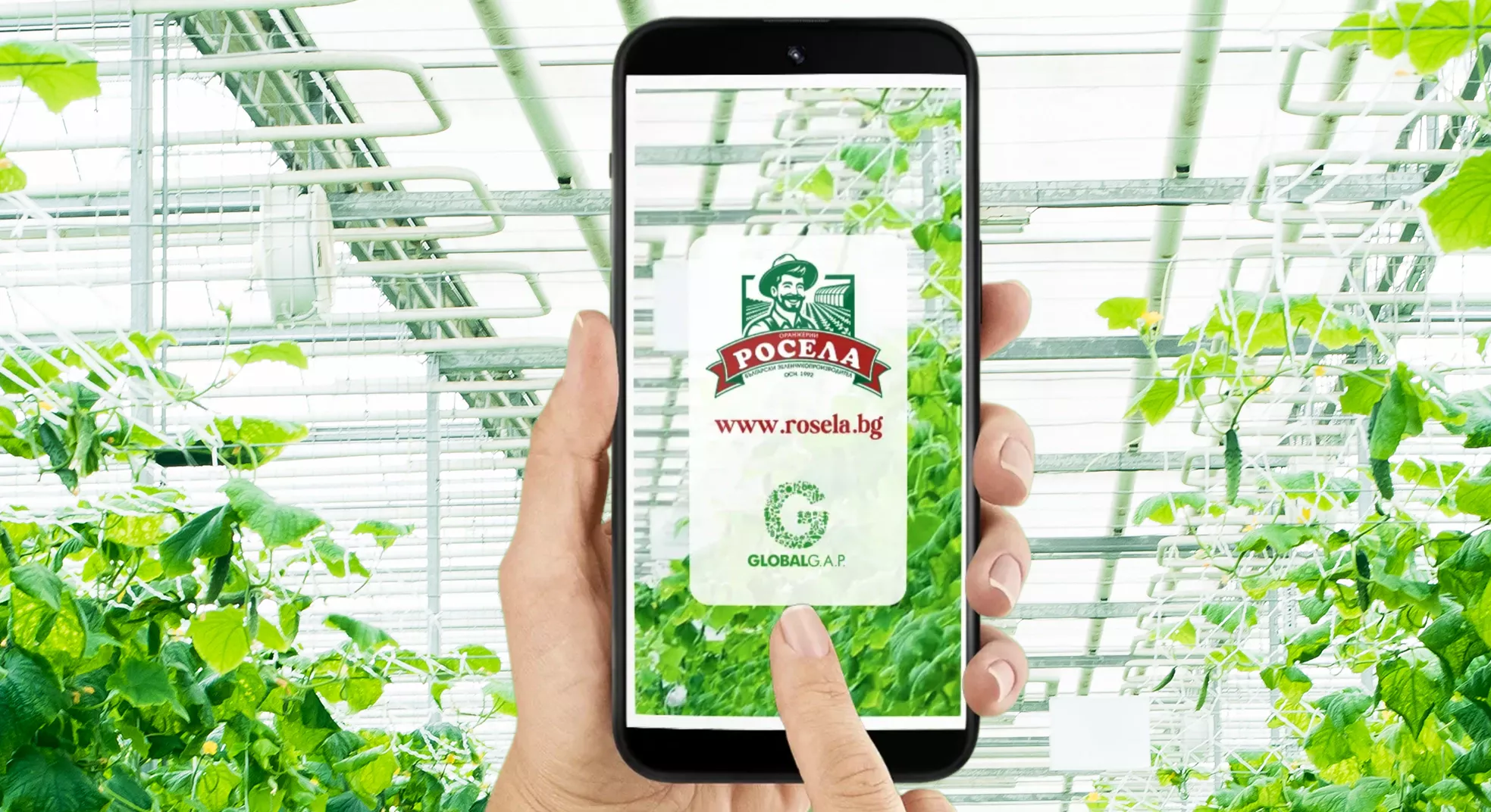 Hand holding smartphone displaying Rosela greenhouse Google Reel ad with proven digital marketing strategies