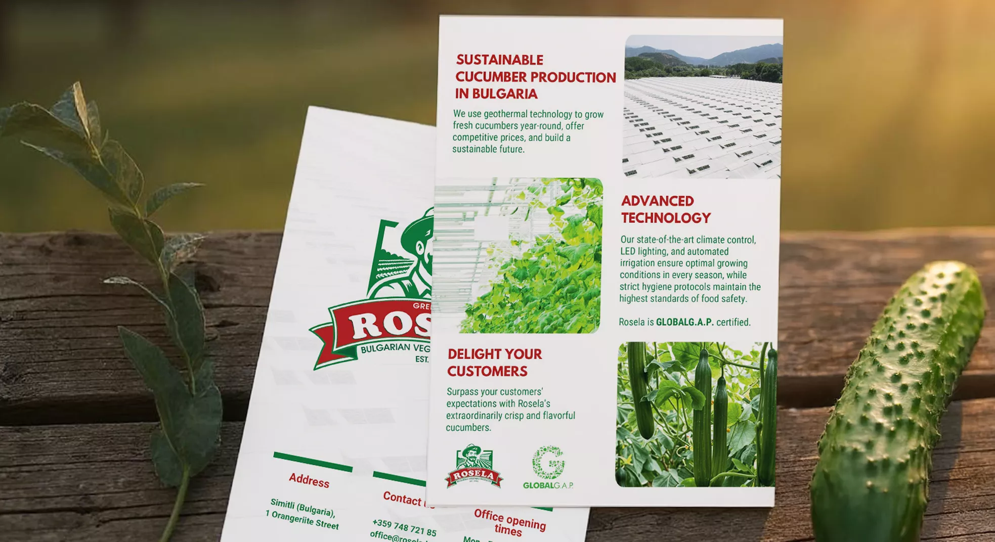Professional marketing flyer for Rosela AD featuring sustainable cucumber production in Bulgaria, advanced technology sections, GLOBALG.A.P. certification, and fresh cucumber product photography demonstrating comprehensive brand marketing materials