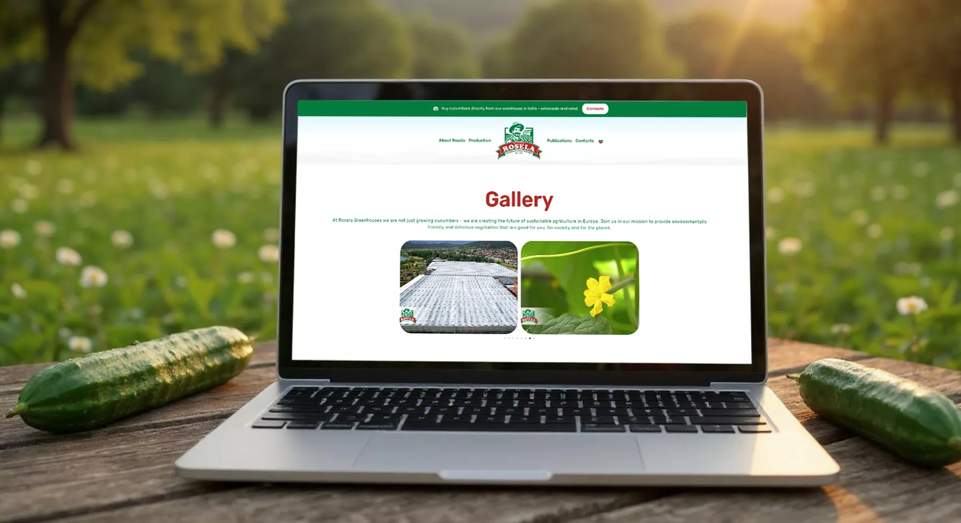 Laptop displaying Rosela AD's website gallery page with greenhouse aerial view and cucumber flower images, fresh cucumbers on wooden table showcasing professional photography and proven digital marketing strategies